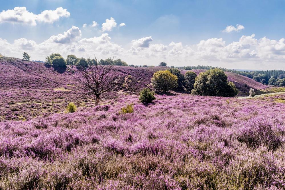Sfeervolle Chalet Op De Veluwe In Hoenderloo酒店 外观 照片